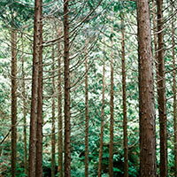 Forest behind Kiryu zoo in Japan (Source: Flickr, jeeheon)