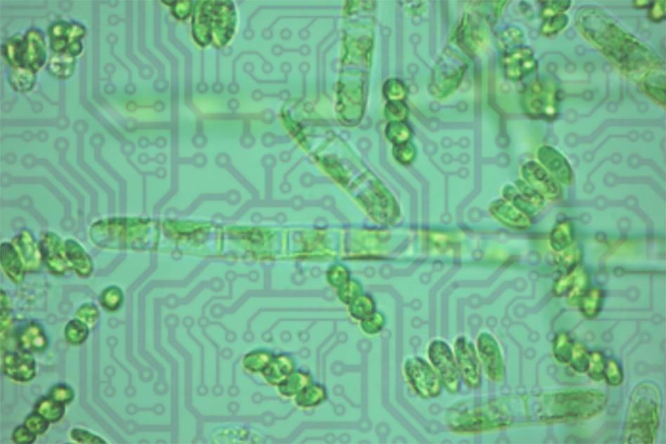 phytoplankton-chips-darwin-project-mit-00_0_WEB.jpg 